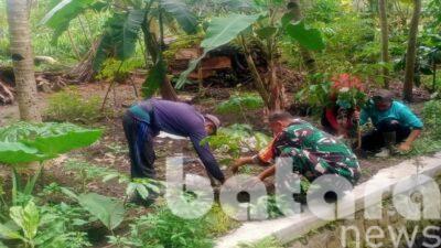 Babinsa Garum dan Gapoktan Kompak Tanam Mahoni, Dorong Gerakan Nusantara Hijau