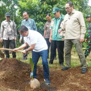 Panen Cuan! 10.000 Bibit Kelapa Gratis Ubah Nasib Petani Pati