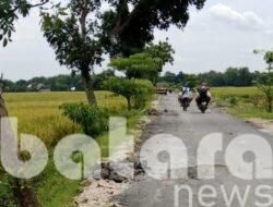 Rp1,8 Miliar Menguap di Aspal Retak? Jalan BKKD Ngampal Baru Sebulan, Sudah Rusak!